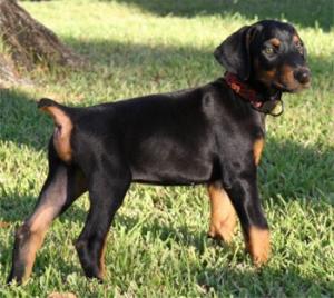 Dobermannpuppiesforsale